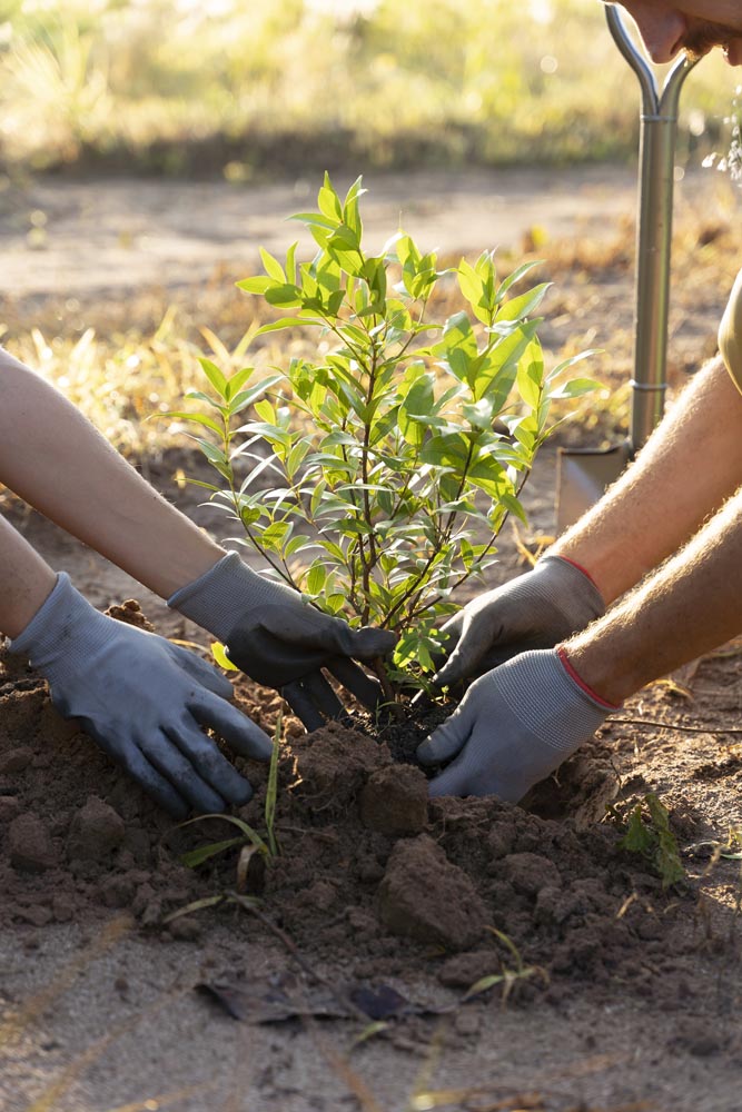 Featured image for “Cury plantará 15 mil árvores até o fim de 2026 em São Paulo e no Rio de Janeiro”